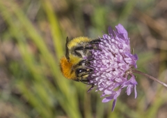Bombus muscorum