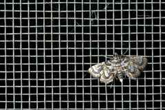Cymoriza interruptalis