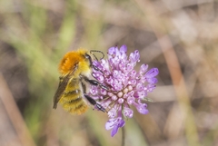 Bombus muscorum