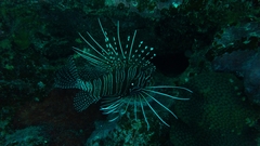 Pterois