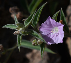 Jacquemontia paniculata