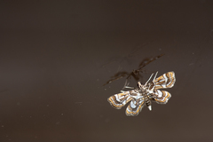 Cymoriza interruptalis