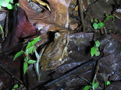 Polypedates maculatus