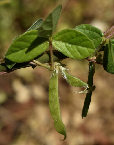 Horse gram (Macrotyloma uniflorum)