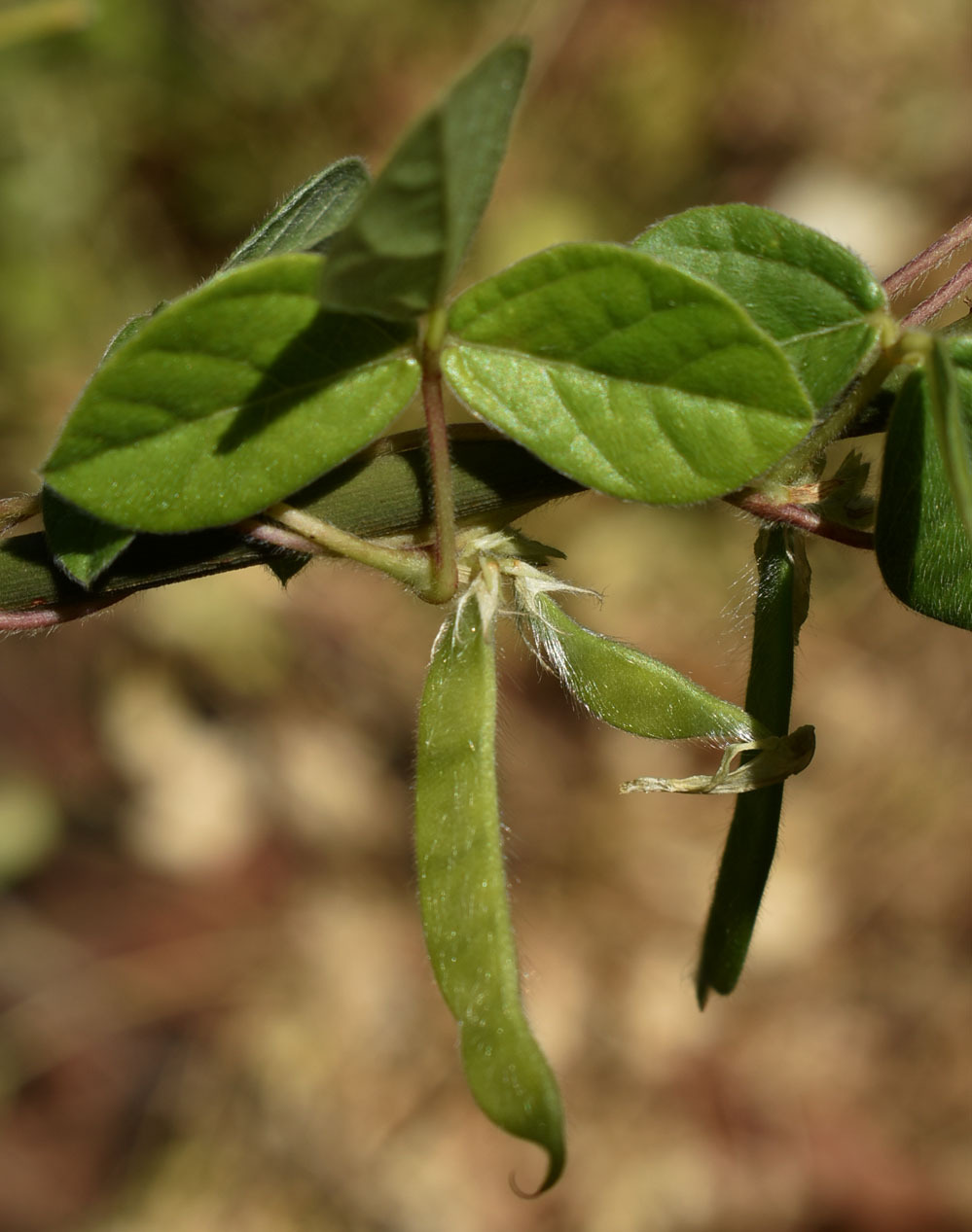 Macrotyloma uniflorum