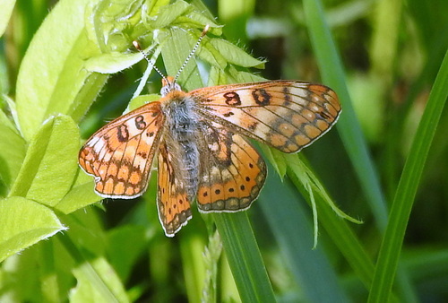 Euphydryas davidi