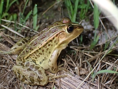 Pelophylax nigromaculatus