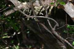 Polycanthagyna erythromelas