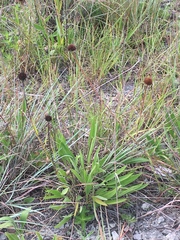 Echinacea simulata