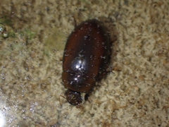 Sternolophus rufipes