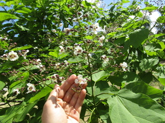 Catalpa × erubescens