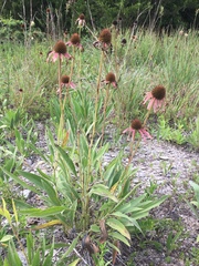 Echinacea simulata