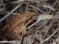 Rana japonica