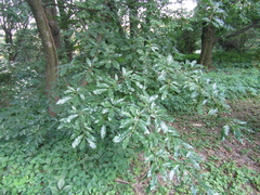 Quercus castaneifolia