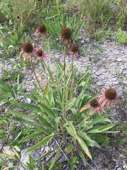 Echinacea simulata