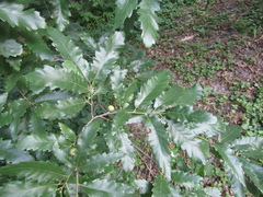 Quercus castaneifolia