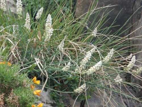 Image of Reseda glauca by no rights reserved