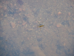 Limnoporus canaliculatus