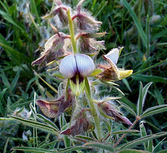 Crotalaria burkeana image