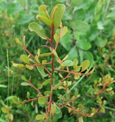Sideroxylon rufohirtum