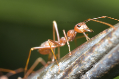 Oecophylla smaragdina