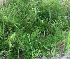 Sideroxylon rufohirtum