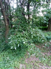 Quercus castaneifolia