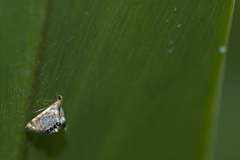 Nymphicula yoshiyasui