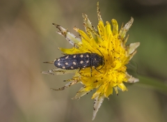 Acmaeodera degener