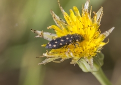 Acmaeodera degener