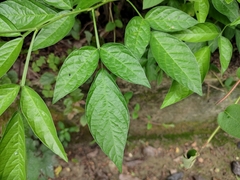 Ohwia caudata