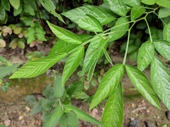 Ohwia caudata