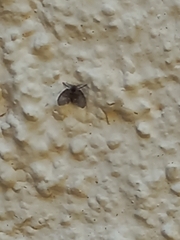 Clogmia albipunctata