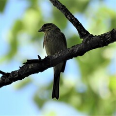 Emberiza cirlus