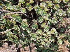 Aeonium haworthii