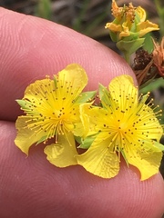 Hypericum dolabriforme