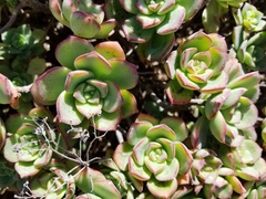 Aeonium haworthii