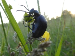 Meloe brevicollis