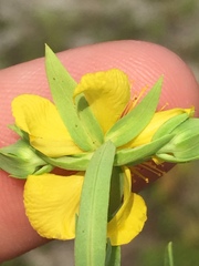 Hypericum dolabriforme