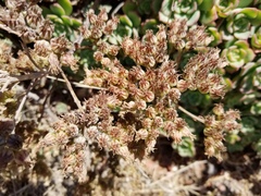 Aeonium haworthii