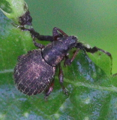 Sciaphilus