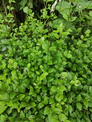 Ligustrum × vicaryi