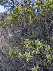 Veronica glaucophylla