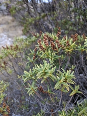 Veronica glaucophylla