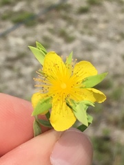 Hypericum dolabriforme