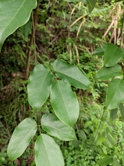 Mucuna sempervirens