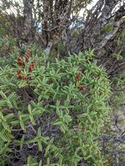Veronica glaucophylla
