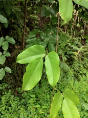 Mucuna sempervirens