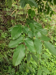 Mucuna sempervirens