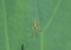Tetragnatha squamata